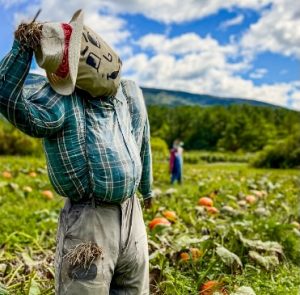 Funny Scarecrows Ideas It S Fall In Vermont