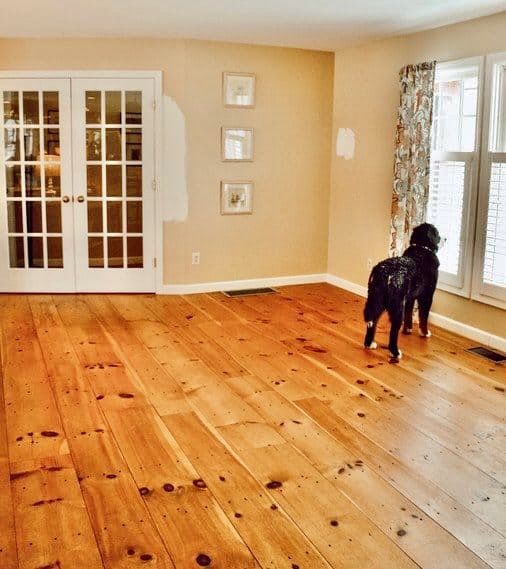 Bernese Mountain Dog looking out the window of an open floor plan room with wood flooring, yellow walls and curtains only.