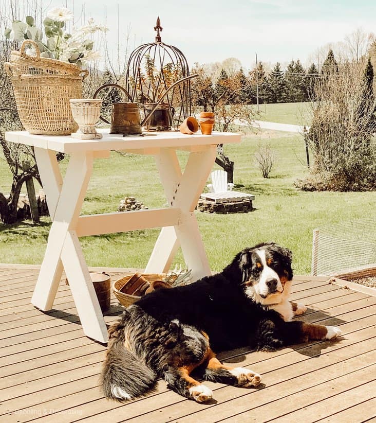 DIY Garden Table on porch outdoors with baskets, urns, watering can and terracotta pots with Bernese Mountain dog.