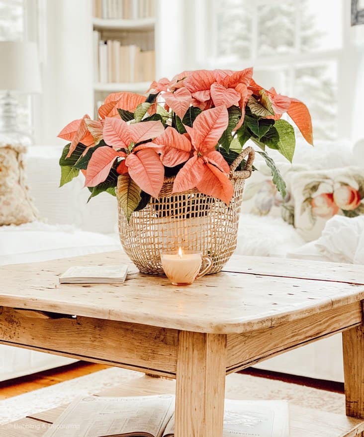 Pink Poinsettia on vintage wood coffee table in basket with winter white decorations in sunroom.