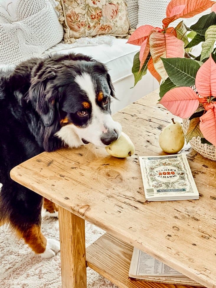 Bernese Mountain Dog stealing a pear off coffee table in white decorated sunroom.