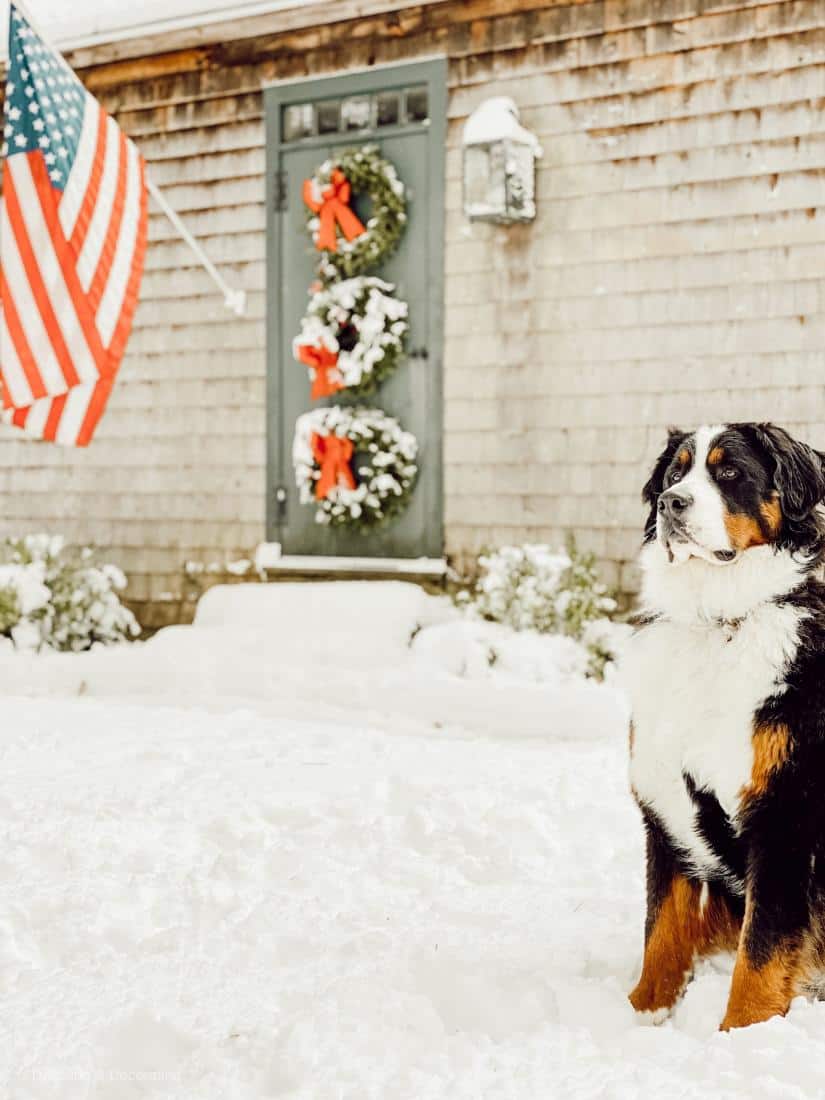 A dog sitting in the snow