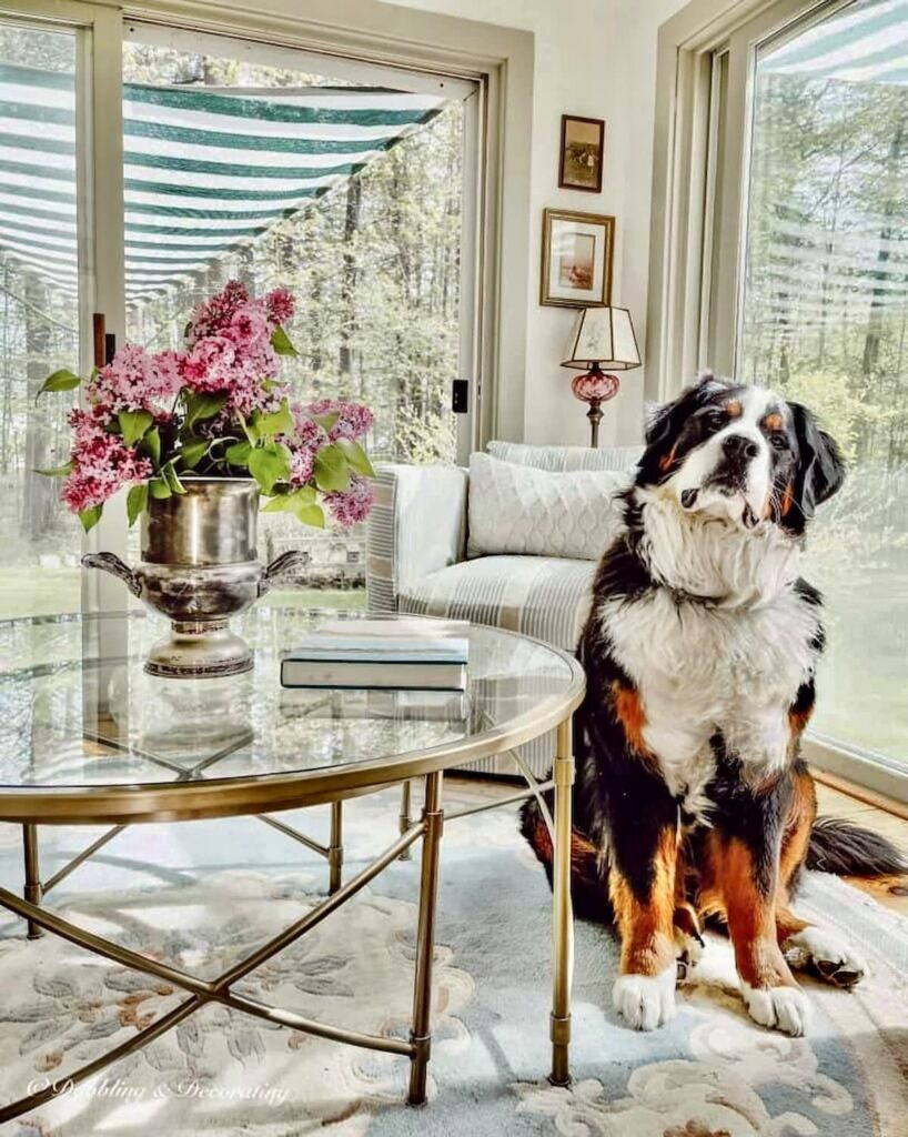 Bernese Mountain Dog with Spring bouquet of flowers on coffee table.