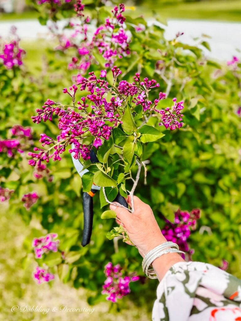 Purple Lilac Bush with Hand and Clippers