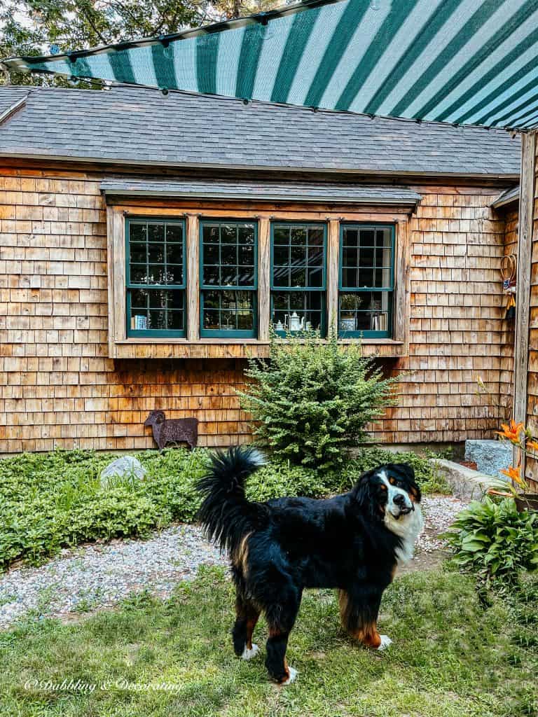 Bernese Mountain Dog in front of cedar shakes home with green and white awning.