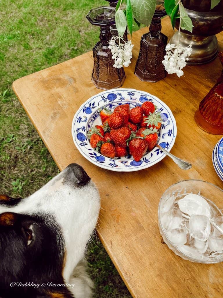 Bernese Mountain Dog nose next to strawberries on outdoor dining table.