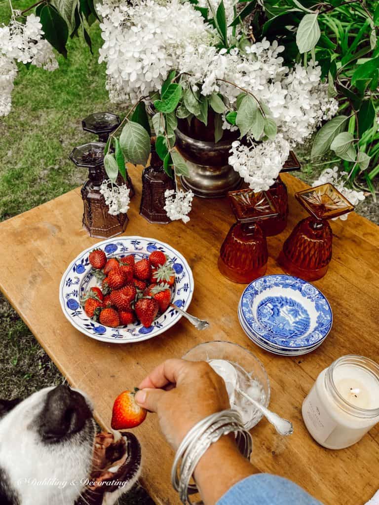 Dog nose and strawberries next to outdoor beverage table.