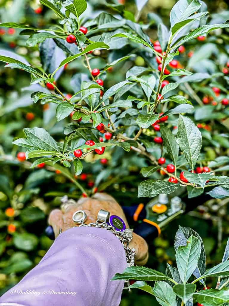 Winterberry Bush