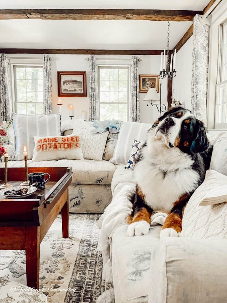 Four Seasons Sectional in living room with Bernese Mountain Dog and blue and white soft curtains before.