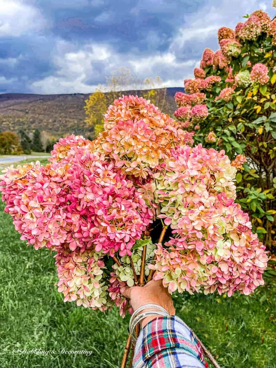 Bouquet of Hydrangeas