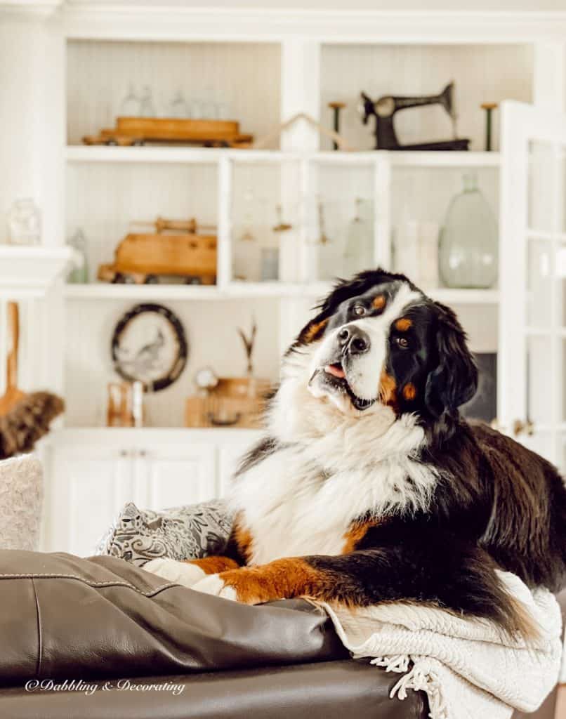 Bernese Mountain dog on  top of leather couch in front of vintage styled built-in bookshelves.