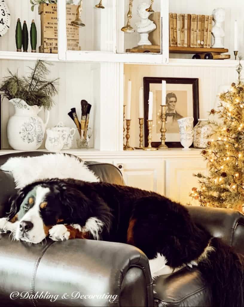 Bernese Mountain dog sleeping on leather corner nook chair next to Christmas tree.