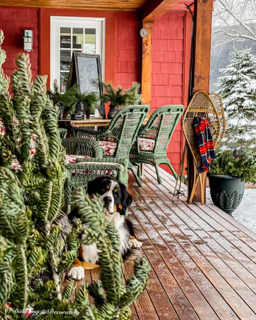 Ski house decor style porch with vintage snowshoes and scarf, bare Christmas tree and Bernese Mountain dog looking on.