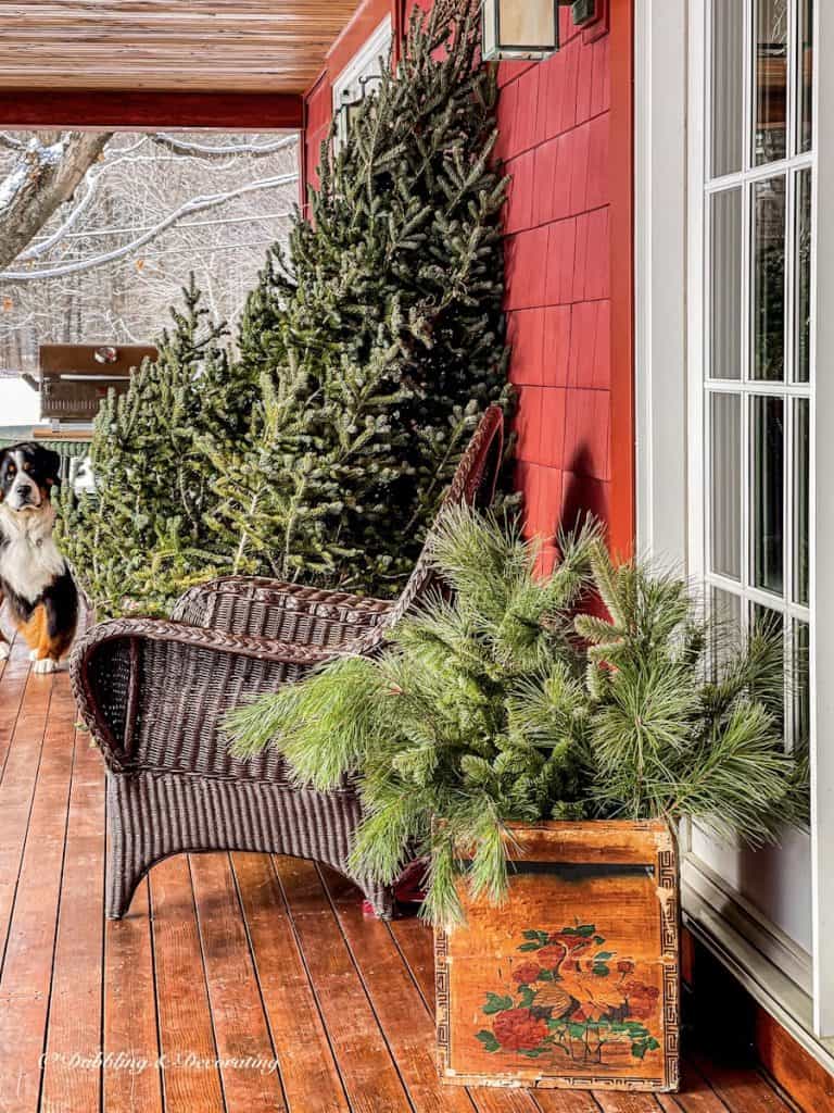 Ski house decor style porch with bare Christmas tree, old crate of evergreens, brown wicker chair and Bernese Mountain Dog walking in.