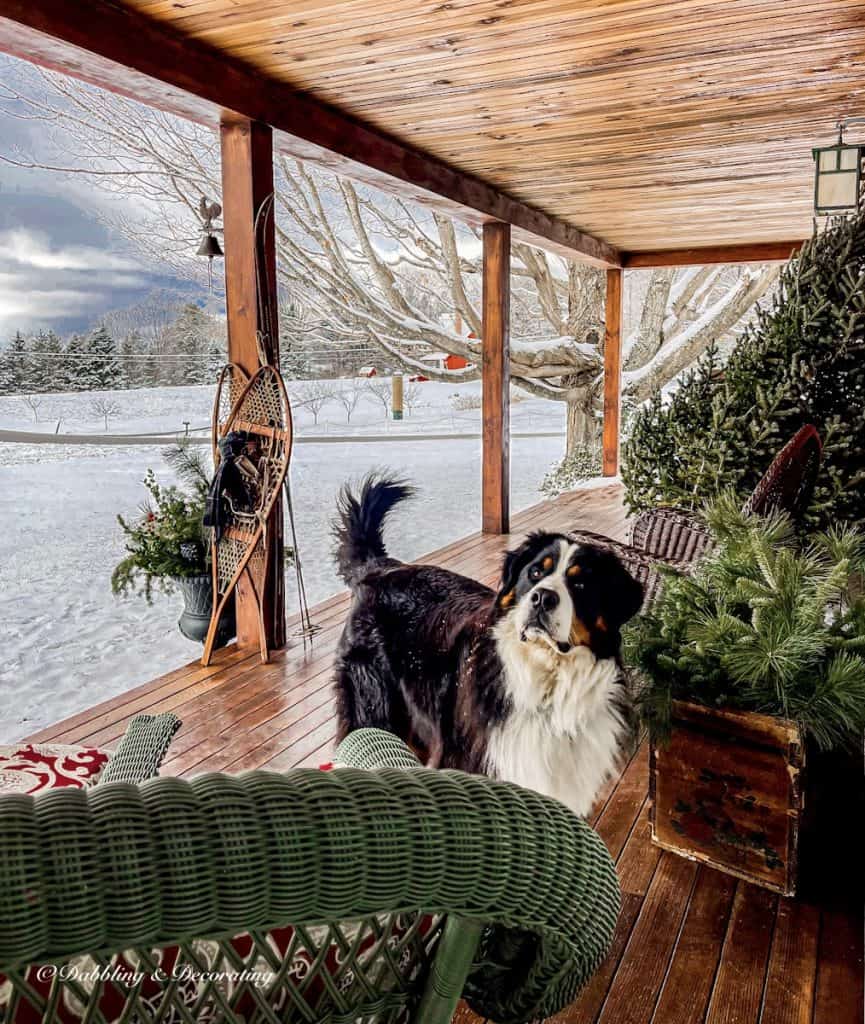 Bernese Mountain Dog on winter porch with bare Christmas tree and old crate of evergreens.