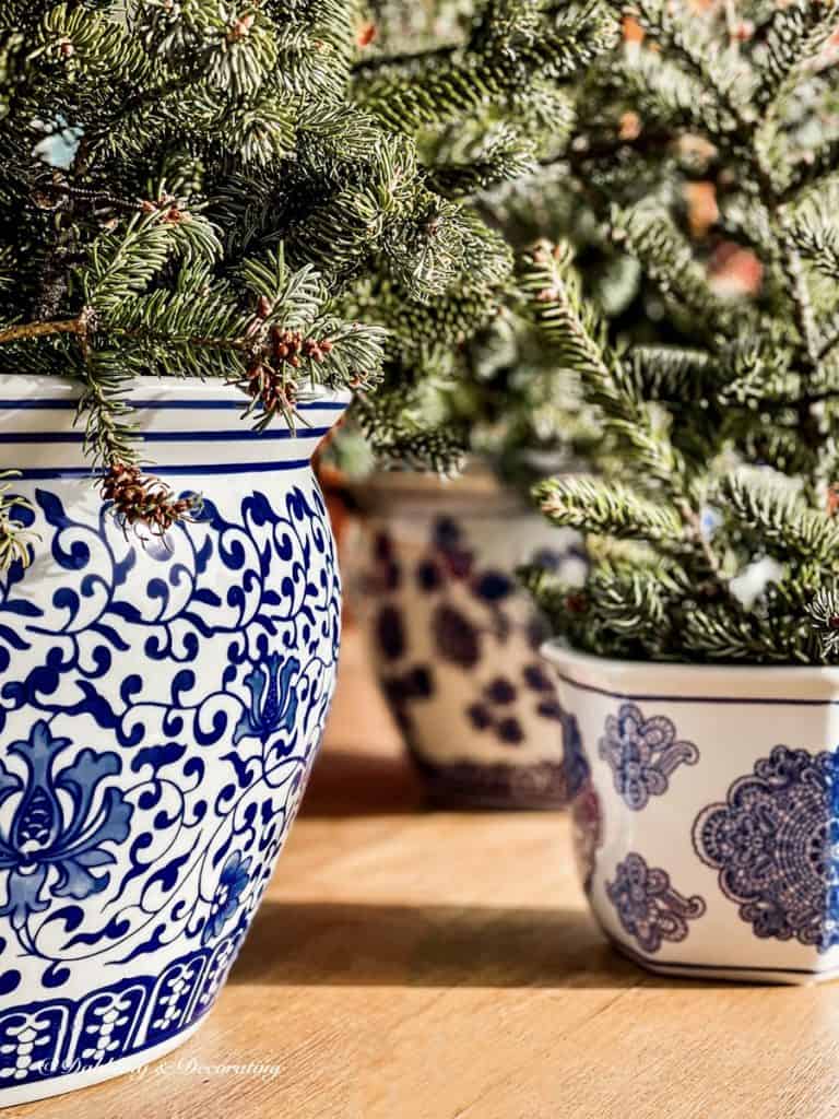 Blue and white Chinoiserie pots with evergreens.