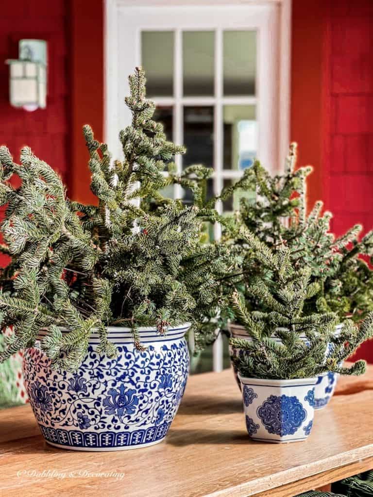 blue and white Chinoiserie pots with evergreens on outdoor table on red house porch.