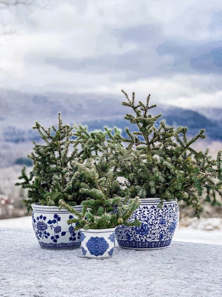 blue chinoiserie pots with evergreens in the snow with mountain views.