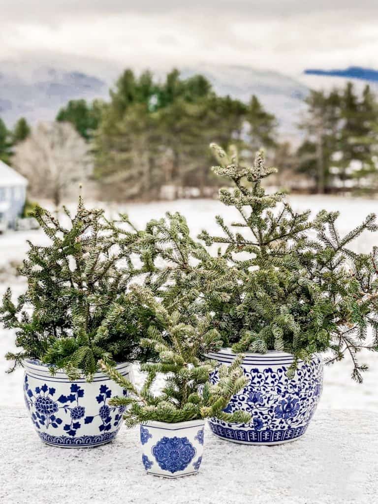 blue chinoiserie pots with evergreens in the snow with mountain views.