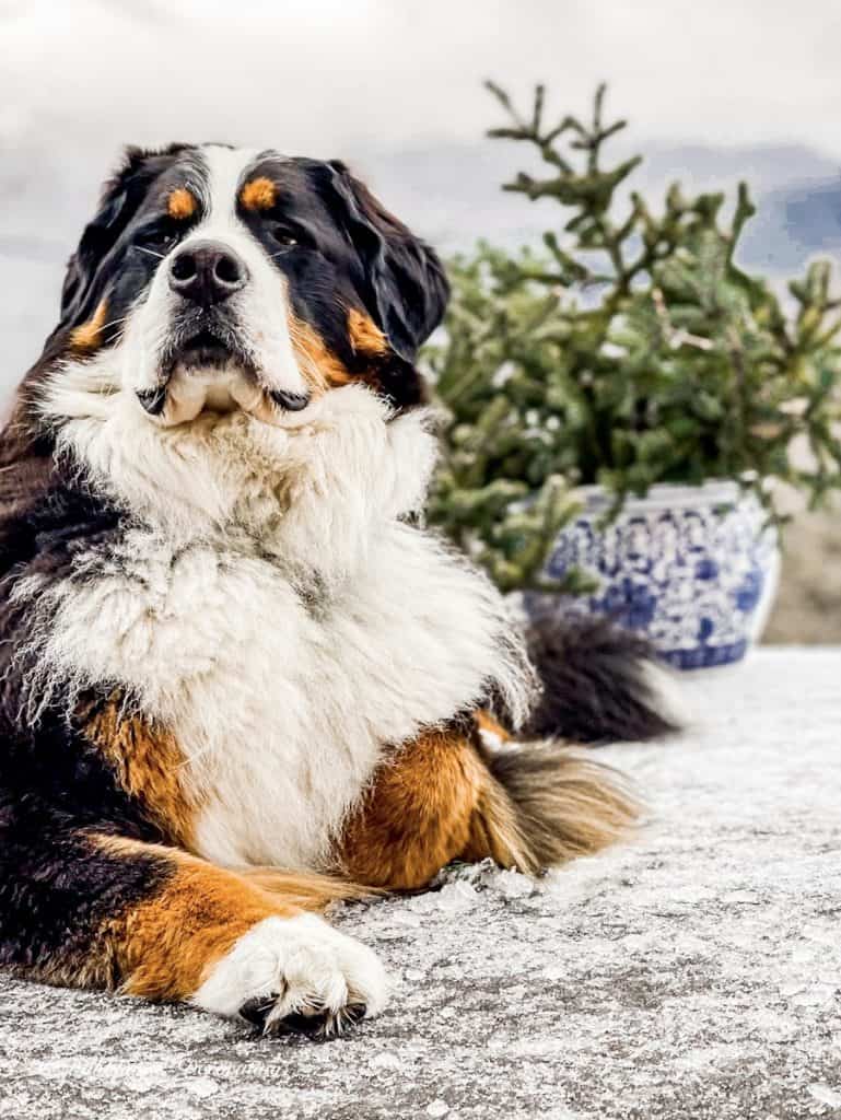 Bernese Mountain dog in front of evergreen pots in the winter.