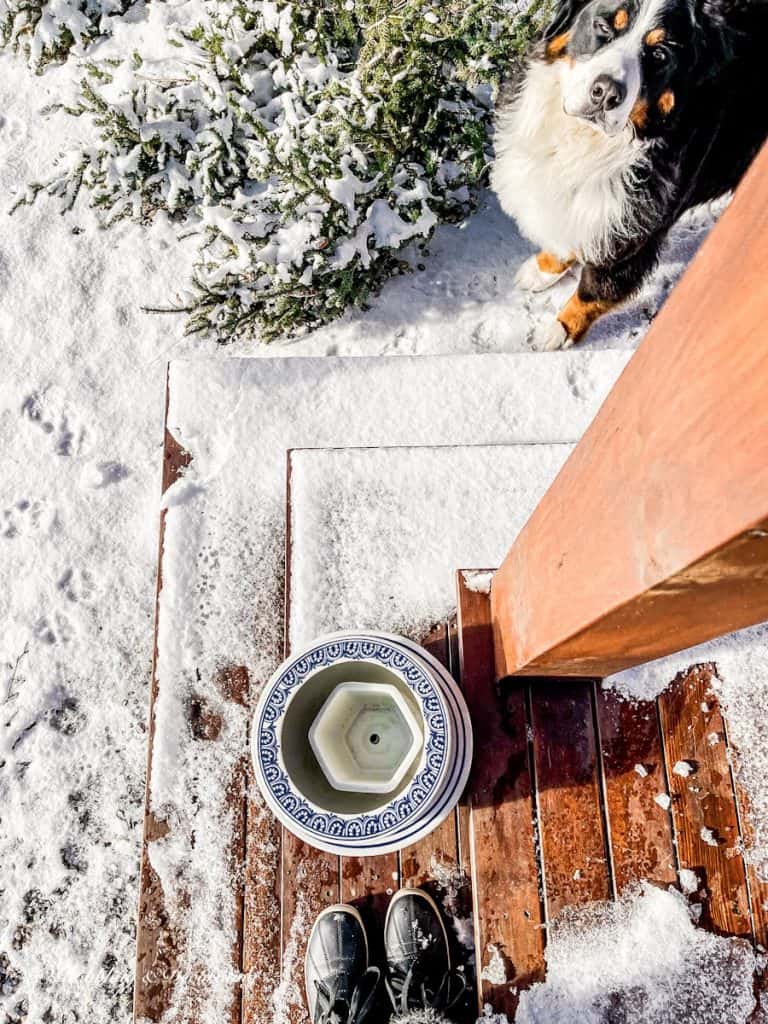 Bernese Mountain dog looking at blue and white Chinoiserie pots on snowy porch empty.