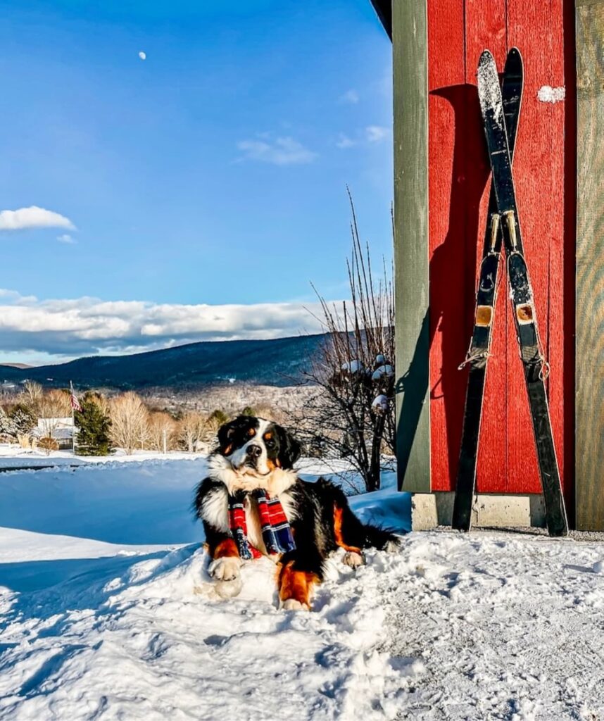 Bernese Mountain dog with red plaid scarf sitting in snow next to a pair of black head vintage skis on red barn.