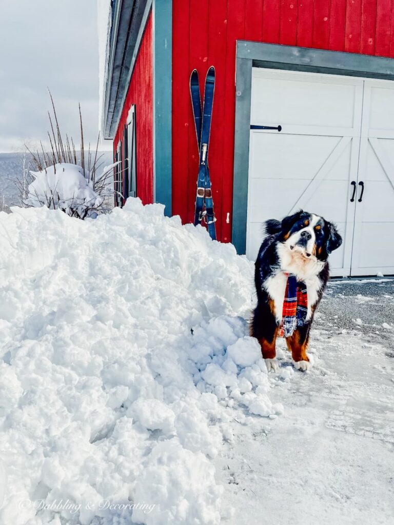 Bernese Mountain Dog with winter scarf next to pile of snow and black vintage skis leaning up against red barn.