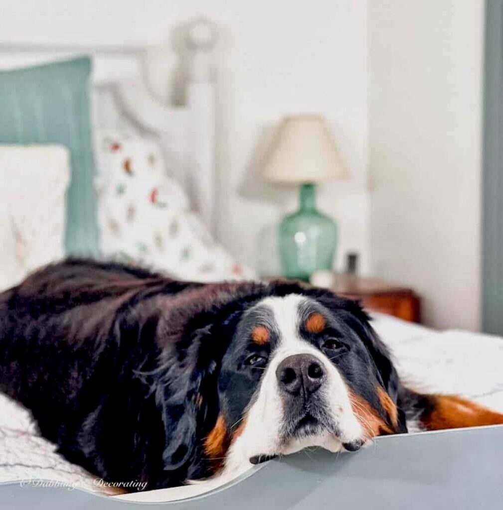 Bernese Mountain dog lounging on cozy bedding in Maine home.