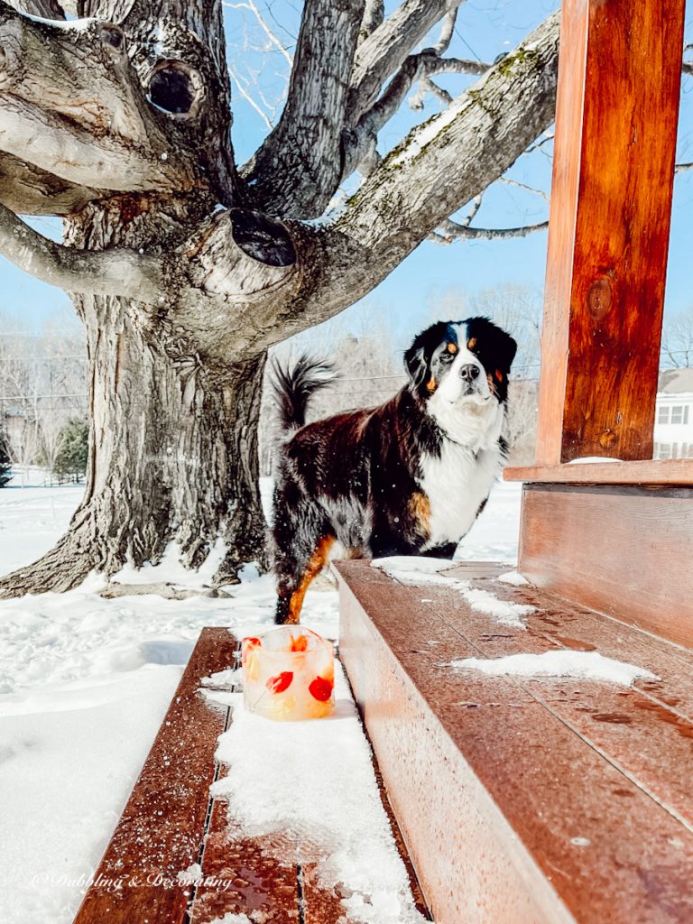 Bernese Mountain Dog looking on at frozen ice candles on porch steps in the snow.