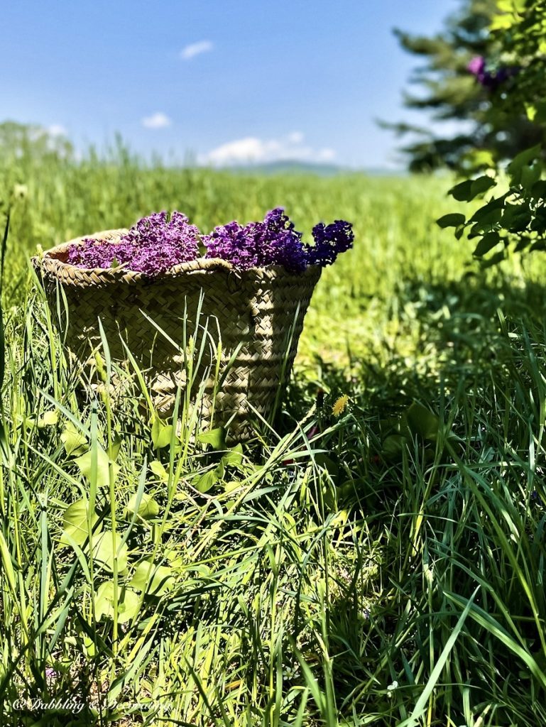 Bushel of Lilacs in field of greens.