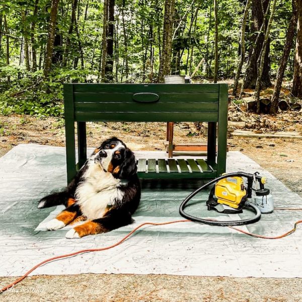 Essex Green Raised Garden Bed with Bernese Mountain Dog