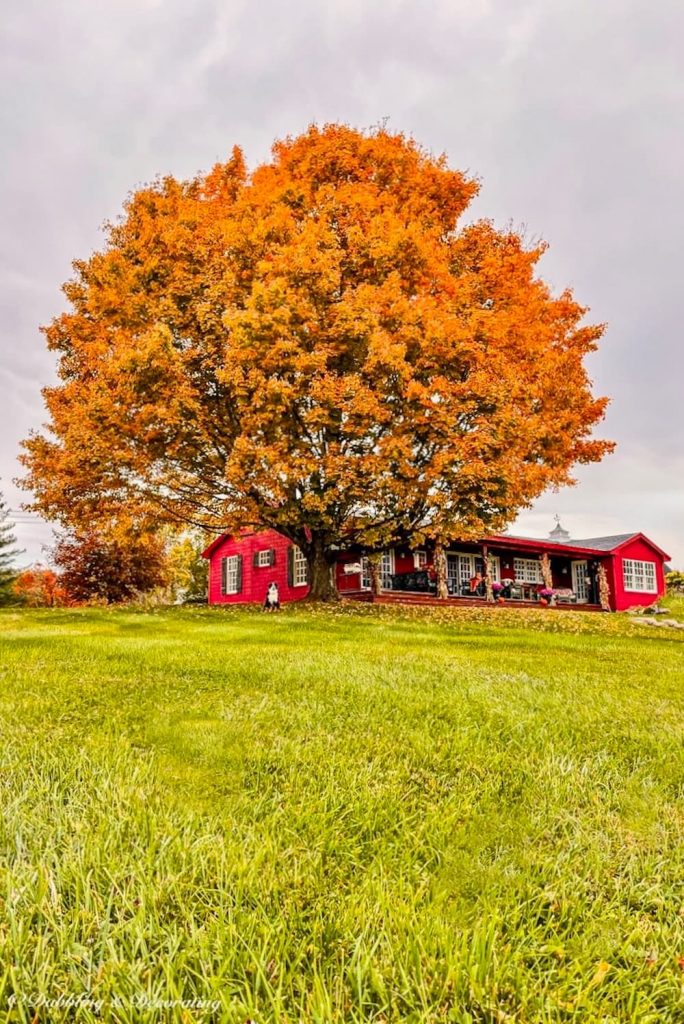 Gorgeous Orange Fall Maple Tree and Red House