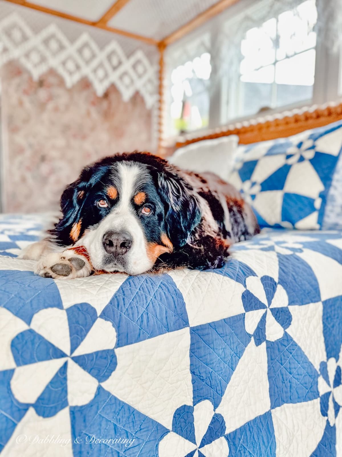 Best bed for bernese mountain clearance dog