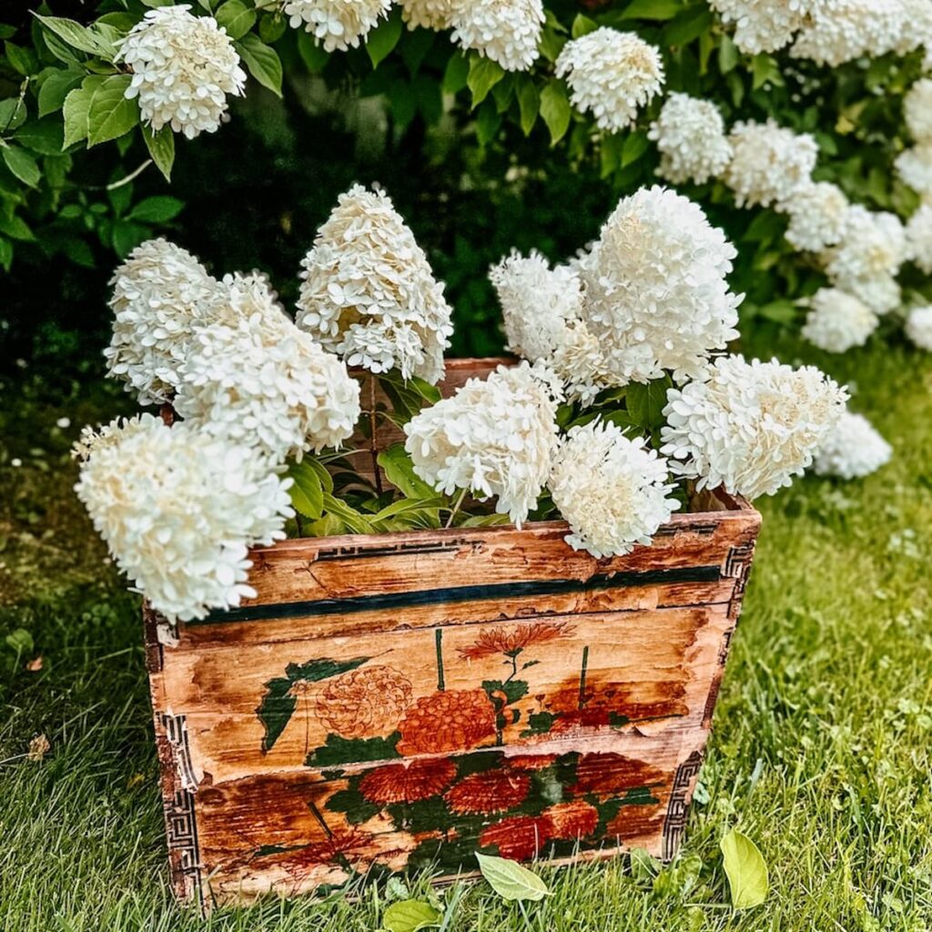 Limelight hydrangeas in Vintage Crate