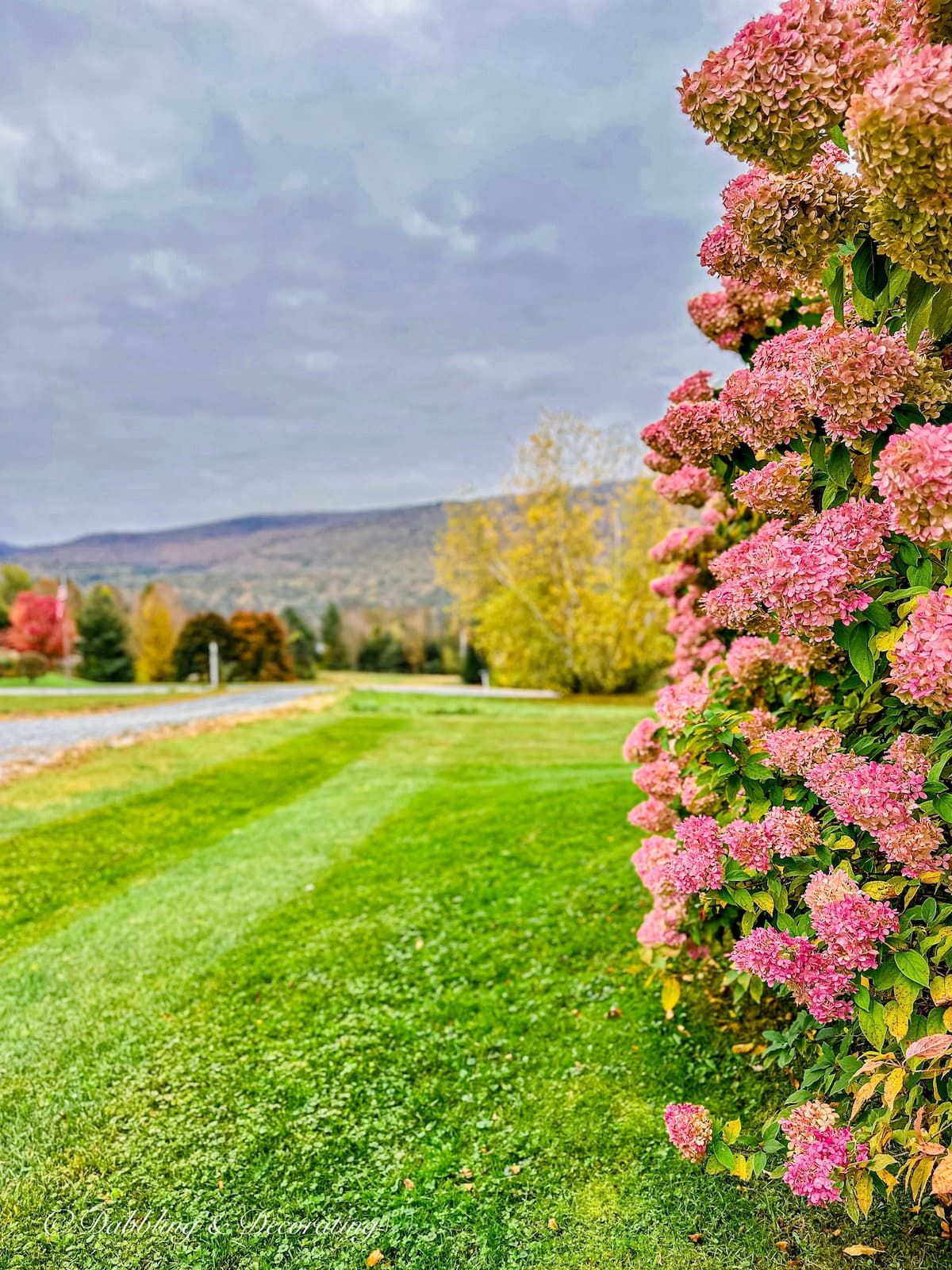 Pink Fall Hydrangeas Bush in the Mountains