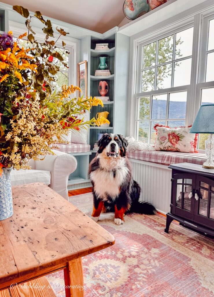 Bernese Mountain Dog in colorful sunroom with fall flower arrangements.