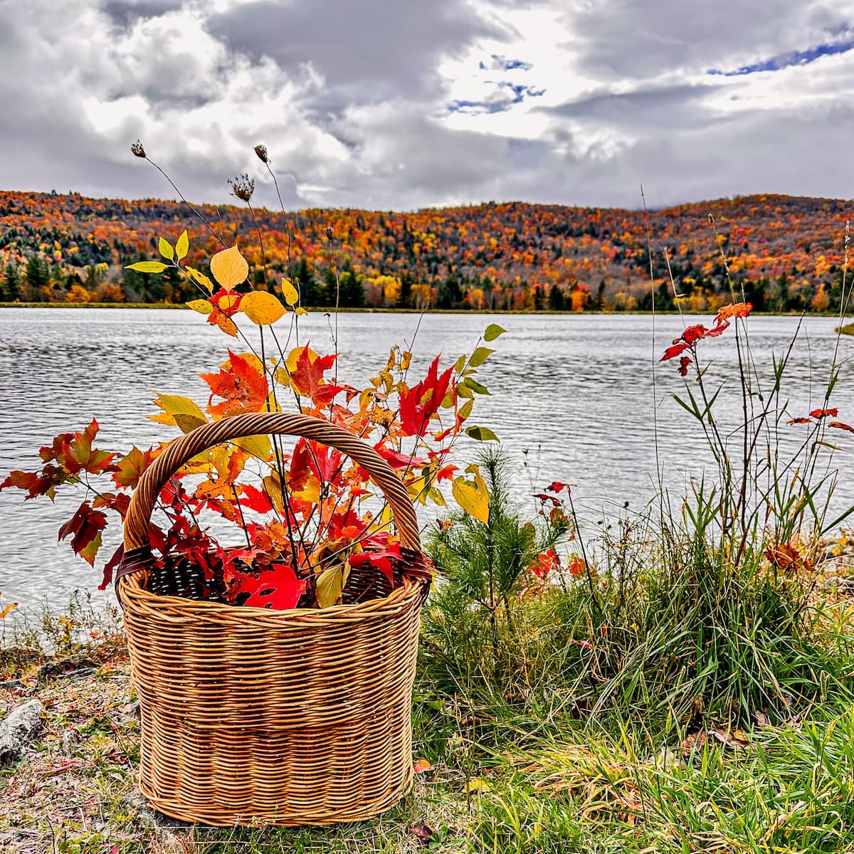 Basket of Fall leaves in the Mountains