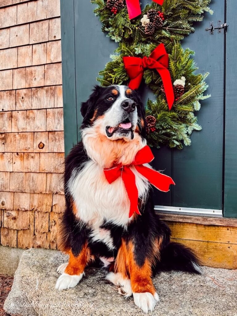 Bernese Mountain Dog with Red Bow and Wreaths