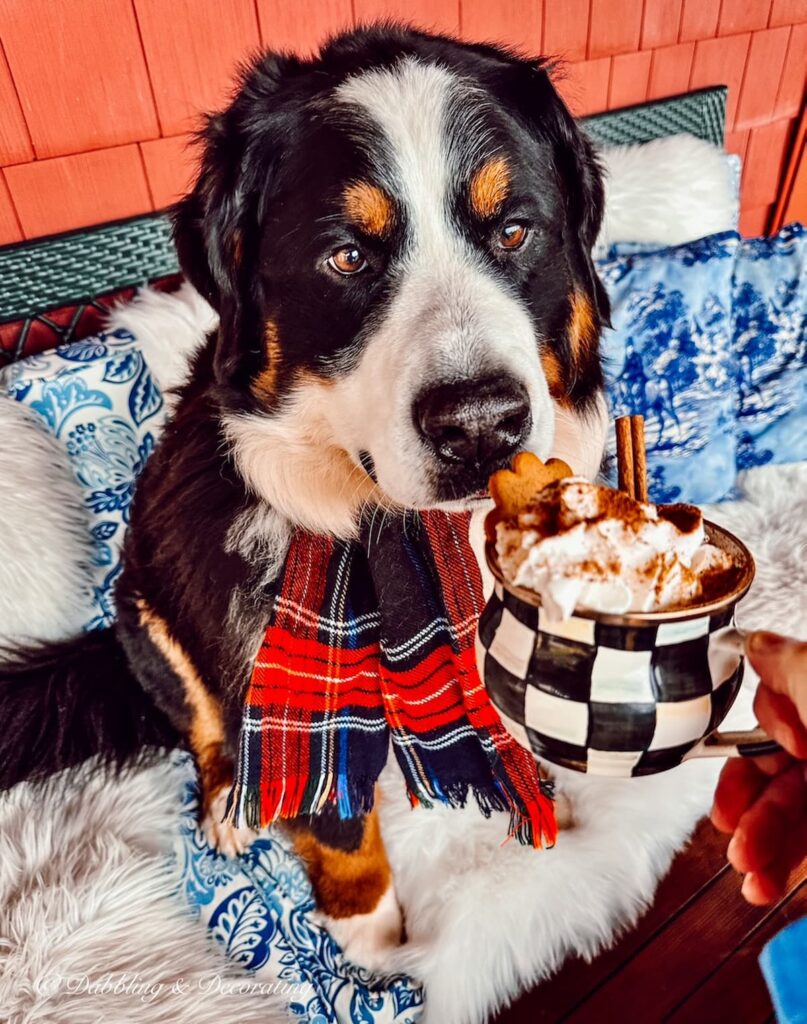 Berneses Mountain Dog with Hot Chocolate