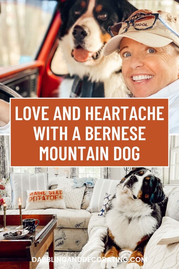 Love and Heartache with a Bernese Mountain Dog