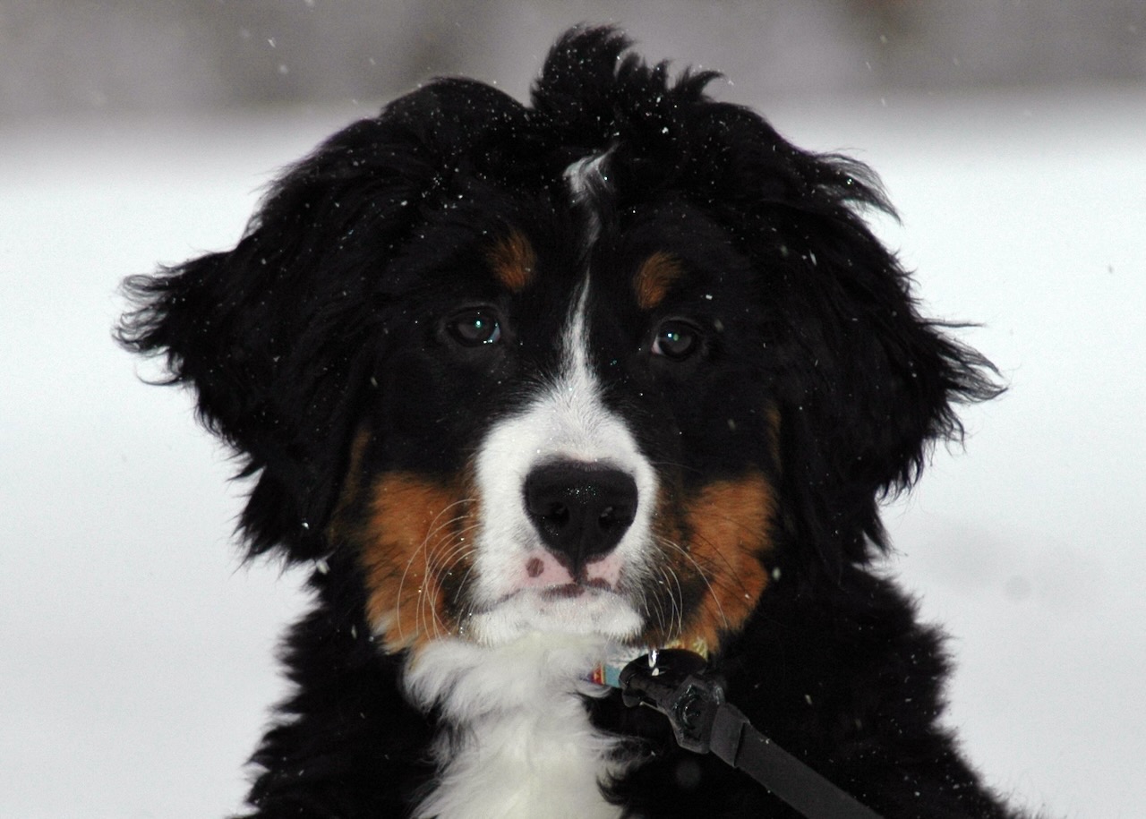 Bernese Mountain Dog: Love & Heartache | Dabbling & Decorating