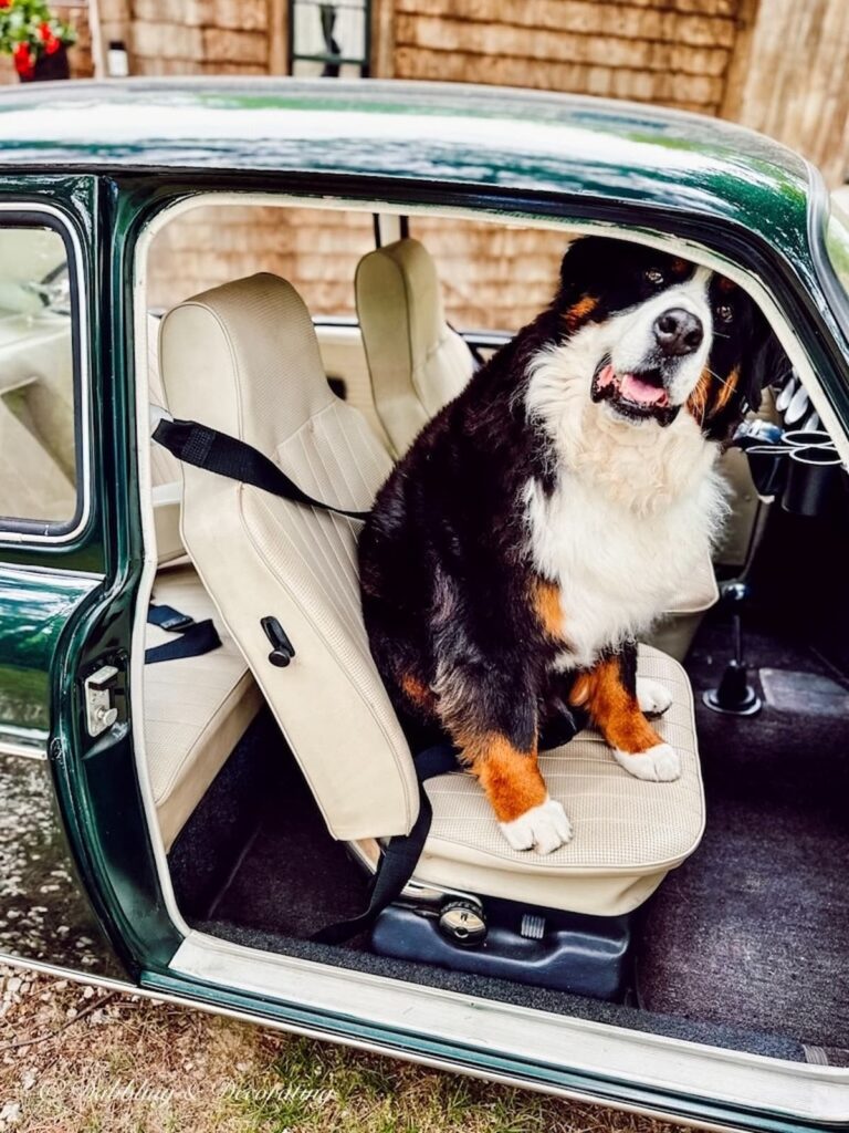 Bernese Mountain Dog in Car with White Seats.