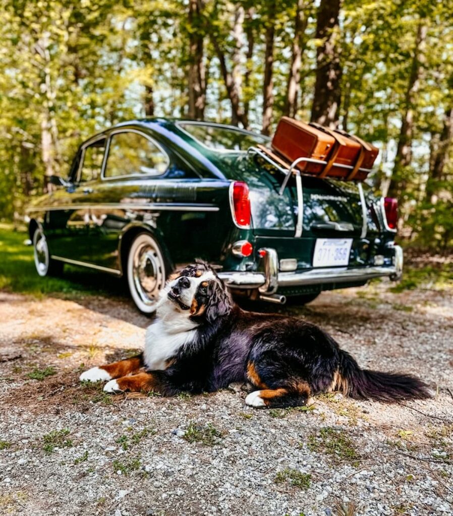 Classic VW Fastback Embracing the Vintage with Bernese Mountain Dog