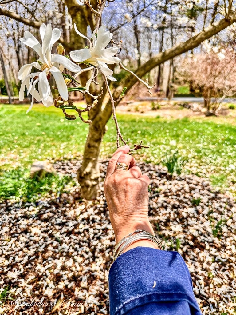 Magnolia Tree branch in hand.