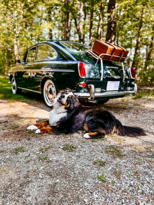 Classic VW Fastback Embracing the Vintage with a Bernese Mountain Dog