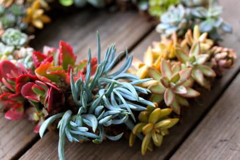 Colorful succulents