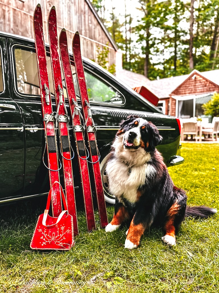 red yard sale vintage skis with Bernese Mountain Dog and VW Fastback car