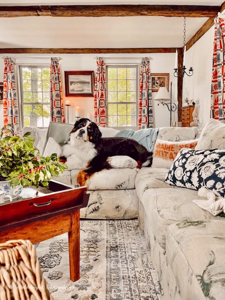 Bernese Mountain Dog in Cottage Core Living room with red decor accents.