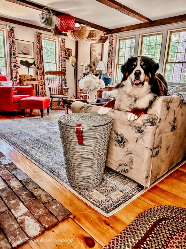 Vintage style living room with blue basket and Bernese Mountain Dog on couch.