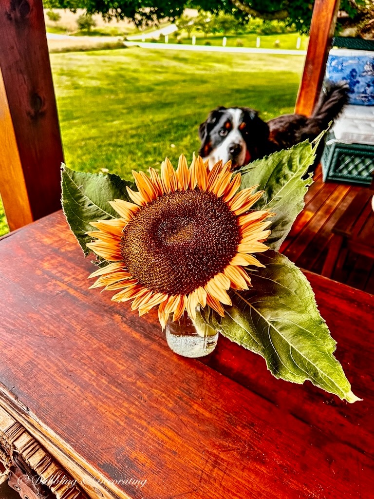 Sunflower in mason jar on porch with Bernese Mountain Dog.